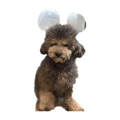[LINEスタンプ] moko  犬のスタンプ