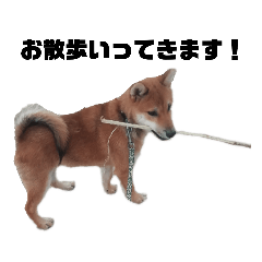 [LINEスタンプ] 若かりしころの柴犬。
