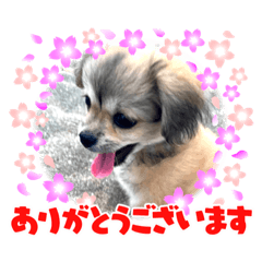 [LINEスタンプ] ムギの良く使うスタンプ