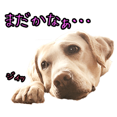 [LINEスタンプ] ラブラドールレトリバーのクィンちゃんと猫