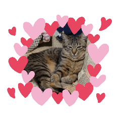 [LINEスタンプ] neko123456