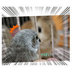 [LINEスタンプ] りんの日常。ときどきこむぱん。