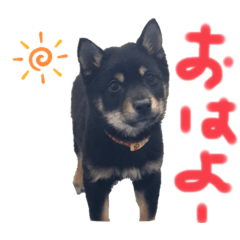 [LINEスタンプ] 黒柴犬日常使いスタンプ