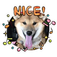 [LINEスタンプ] 柴犬モコ＆稲穂 3
