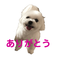 [LINEスタンプ] かわいすぎるマルチーズ