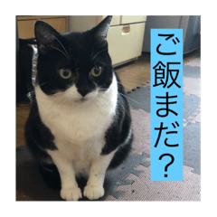 [LINEスタンプ] 実家の猫たちPart1