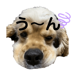 [LINEスタンプ] チワコッカー2