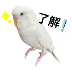 [LINEスタンプ] セキセイインコのチョコちゃん