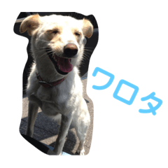 [LINEスタンプ] コロンのスラング