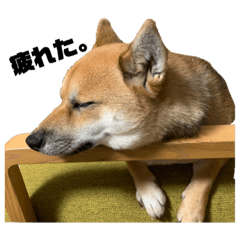 [LINEスタンプ] 柴犬きなこの日常。