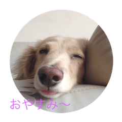 [LINEスタンプ] クーちゃん豚家