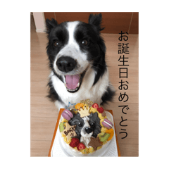 [LINEスタンプ] 中嶋犬