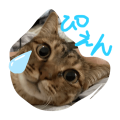 [LINEスタンプ] めぐみるくのペットたち2