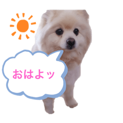 [LINEスタンプ] ポメラニアンRAFU①