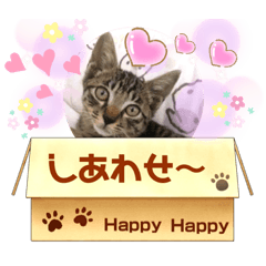 [LINEスタンプ] にゃん言葉2