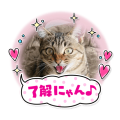 [LINEスタンプ] まおちゃん-1