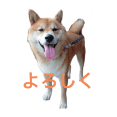 [LINEスタンプ] 愛しのクムたん