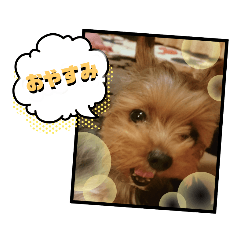 [LINEスタンプ] ヨーキー ラフラの一言スタンプ