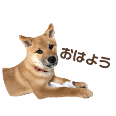 [LINEスタンプ] Shibainu_Futa