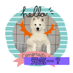 [LINEスタンプ] キュートなもこ