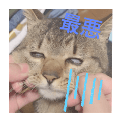 [LINEスタンプ] けんちゃんのかわいーすたんぷ
