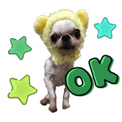 [LINEスタンプ] 楽しい犬ライフ