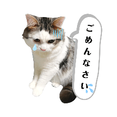 [LINEスタンプ] ちょろ◎#2【猫】【敬語】【日常】