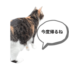 [LINEスタンプ] しもてぃーず2