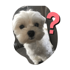 [LINEスタンプ] いつでも使える犬スタンプ‼️