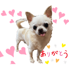 [LINEスタンプ] チワワせな時間3