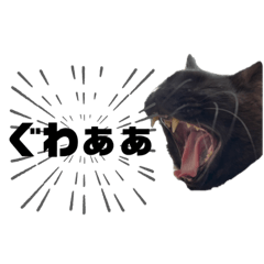 [LINEスタンプ] くろねこのうに 。