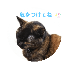 [LINEスタンプ] ちょっと連絡です