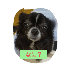 [LINEスタンプ] ちわわのチェリー