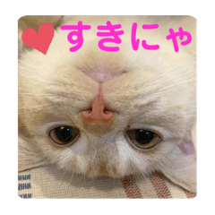 [LINEスタンプ] わたしのシュガちゃん