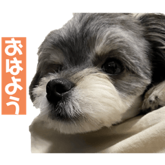 [LINEスタンプ] むーくん(実用)