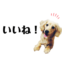 [LINEスタンプ] きちゃんだよ
