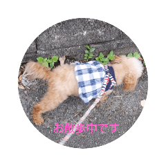 [LINEスタンプ] トイプードルのリリスタンプバージョン3