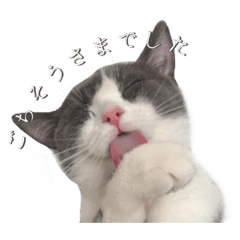 [LINEスタンプ] はちわれねこアグちゃんスタンプ