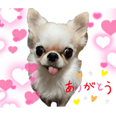 [LINEスタンプ] チワワせな時間2