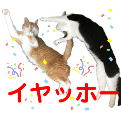[LINEスタンプ] 我が家の愉快な猫ズ