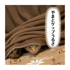 [LINEスタンプ] やまとくんに送るオリマリ