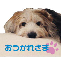 [LINEスタンプ] 癒し犬ペグちゃん