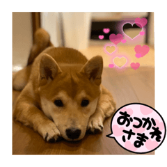 [LINEスタンプ] 赤柴日記6
