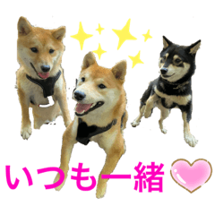 [LINEスタンプ] 仲良し柴ちゃんズ