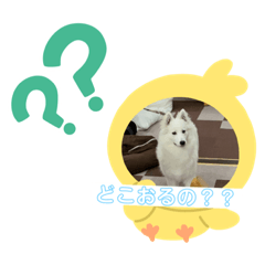 [LINEスタンプ] ハチャメチャもこ