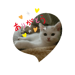 [LINEスタンプ] ネコの『ななこ』(子猫編)良く使う言葉