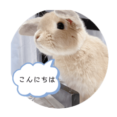 [LINEスタンプ] うさぎのこむぎこ