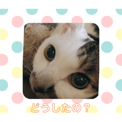 [LINEスタンプ] ウチのミーくん3