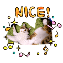 [LINEスタンプ] 愛猫はなちゃん 2