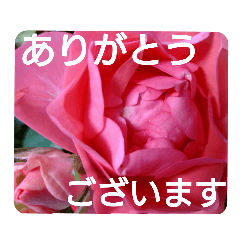 [LINEスタンプ] 花いっぱいで大人可愛い日常用語②